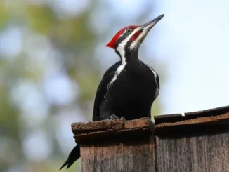 Interesting Facts About Woodpeckers
