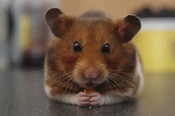 Facts about hamsters
