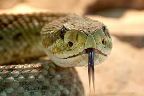 venom snake