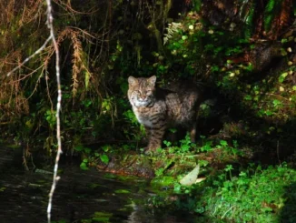 Interesting Facts About Bobcats