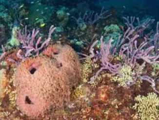 Interesting Facts About Sponges