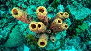 ocean sponges