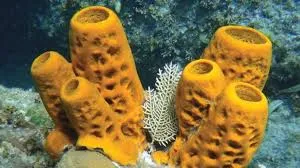 sponges in the ocean