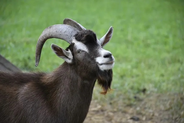 goat head