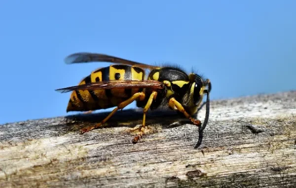 Interesting Facts About Wasps