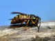 Interesting Facts About Wasps