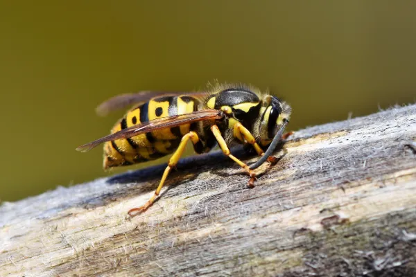 Facts About Wasps