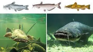 Catfish species diversity (images of different catfish varieties)