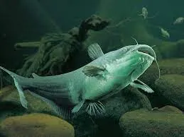 High-resolution images catfish