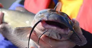 Catfish using skin respiration near water surface