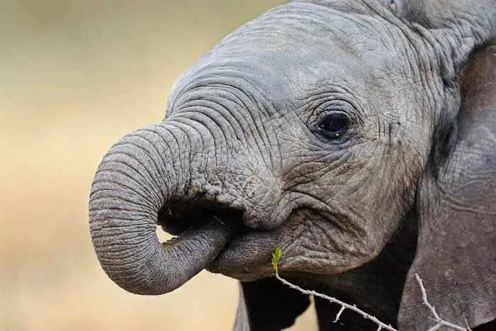 Elephant calves sucking trunks