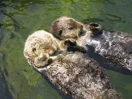Otter hand-holding
