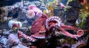 Octopus tank
