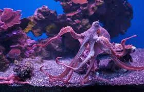 Aquarium octopus