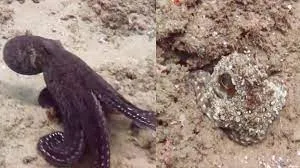 Octopus changing color (camouflage)