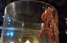 Octopus escaping tank