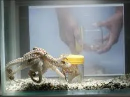 Octopus opening jar