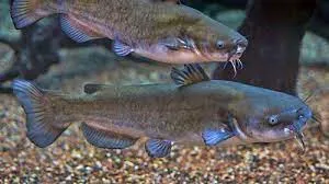 Two catfish communicating with each other