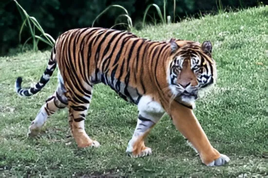 Bengal tiger walking on grass 