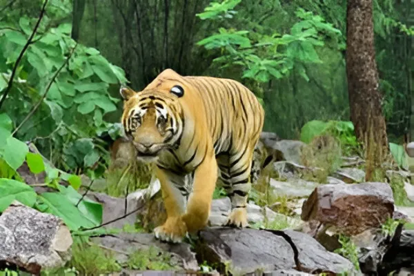 Bengal tiger facts