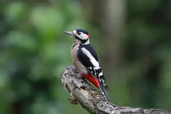 Woodpeckers facts