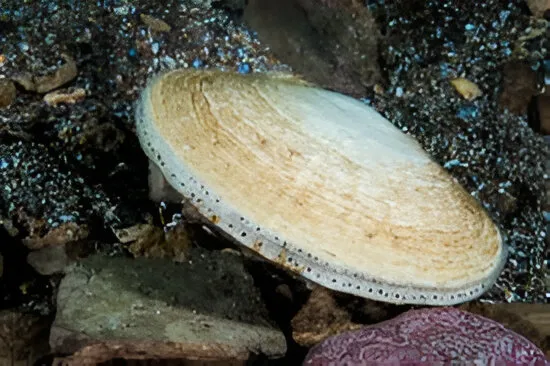 Scallop on wet ground and rocks