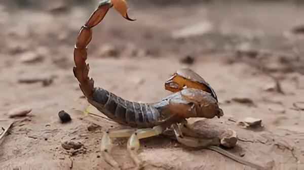 Scorpion with its tail raised