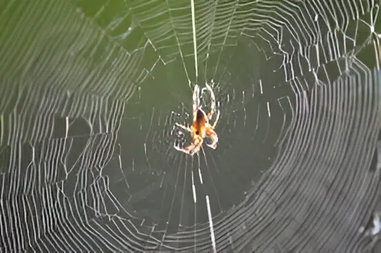 Spider web with a spider in the center