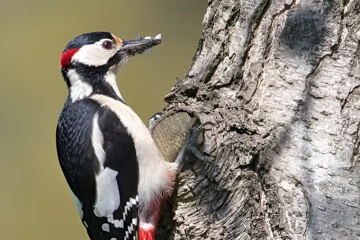 Woodpeckers in different habitats