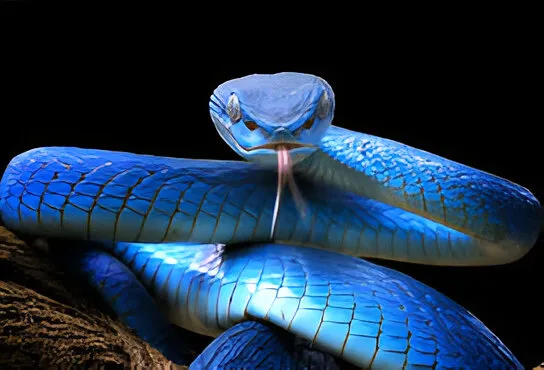 Blue snake image
