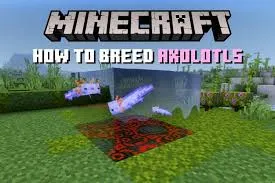 breed axolotls in Minecraft